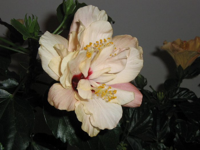 2763538670075666569NdBsio_fs - Hibiscusi