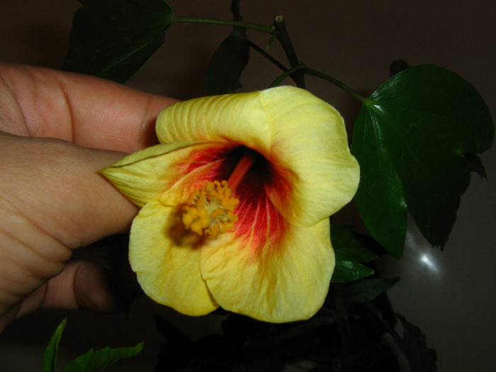 2764428340075666569ctHFzN_fs - Hibiscusi