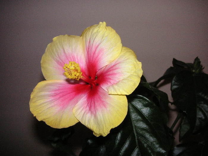 2773207260075666569sgzglG_fs - Hibiscusi