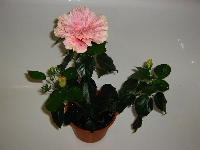 2775952720075666569qUKLmM_fs - Hibiscusi