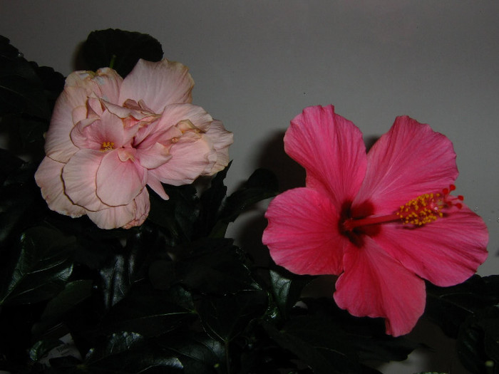 2788892940075666569krgmIN_fs - Hibiscusi