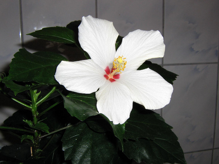 2789559930075666569jnxMDr_fs - Hibiscusi