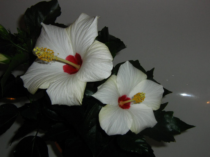 2790831610075666569bjrhwe_fs - Hibiscusi