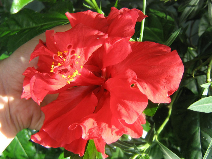 2795065420075666569TbnwWY_fs - Hibiscusi