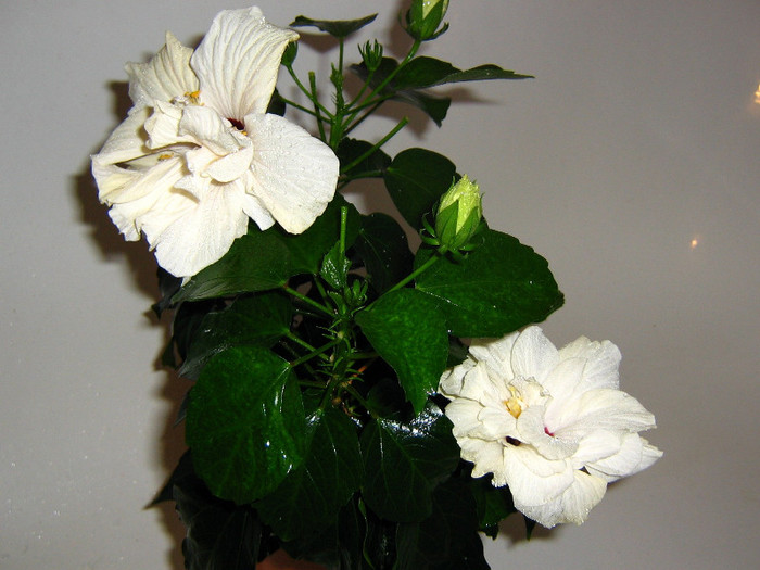 2795388620075666569rnFJQD_fs - Hibiscusi