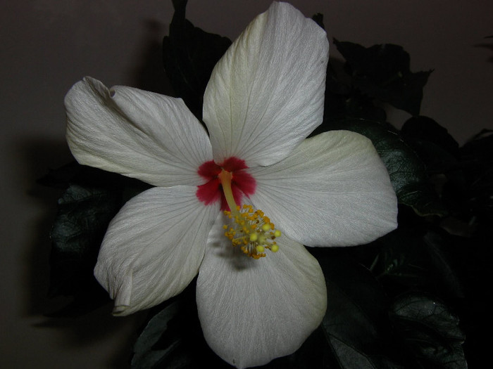 2795858120075666569yTJSaT_fs - Hibiscusi