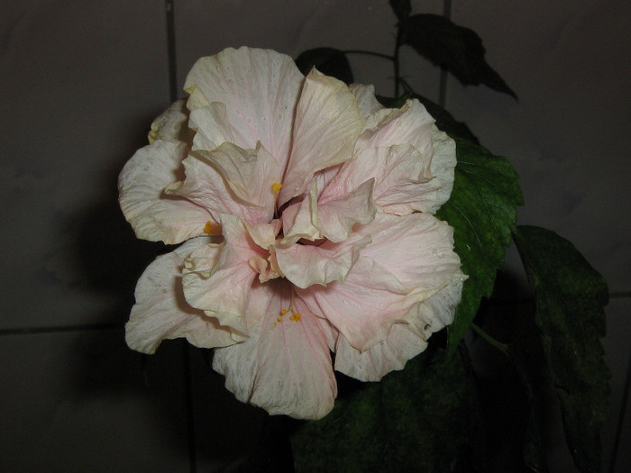 2802070610075666569uBtSPR_fs - Hibiscusi