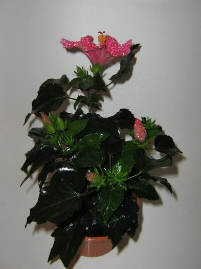 2802298930075666569tOgoAa_fs - Hibiscusi