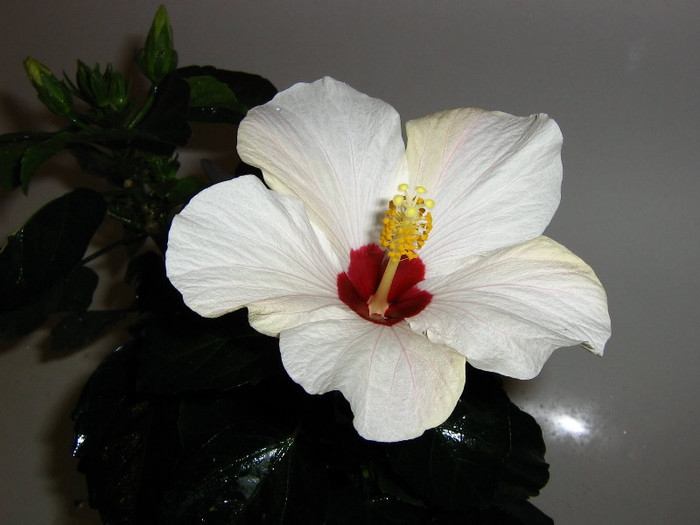 2810480030075666569DNmgTl_fs - Hibiscusi