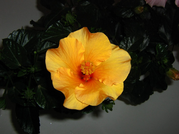 2814206850075666569duvEUr_fs - Hibiscusi