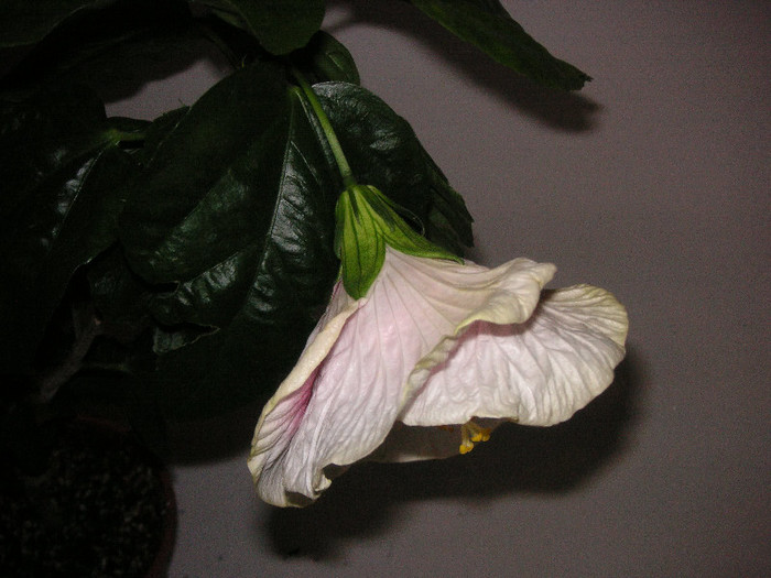 2815996250075666569YwhoYt_fs - Hibiscusi