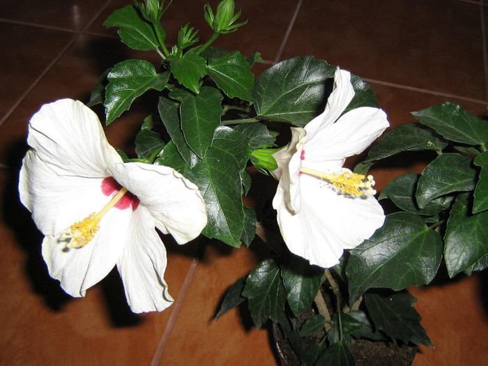 2819002750075666569Govfwy_fs - Hibiscusi