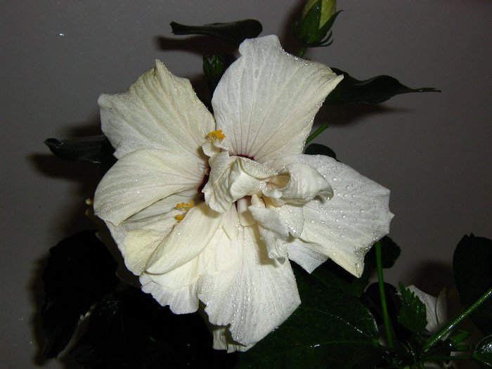 2820409870075666569pDBNCI_fs - Hibiscusi