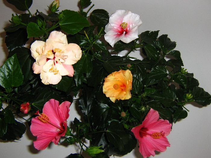 2825329370075666569zeShue_fs - Hibiscusi