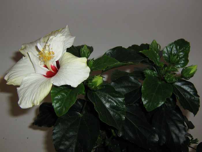 2829496310075666569sWptUk_fs - Hibiscusi