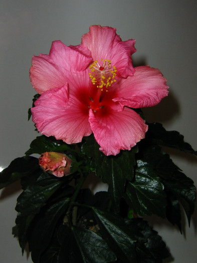 2831460620075666569PvtLAG_fs - Hibiscusi