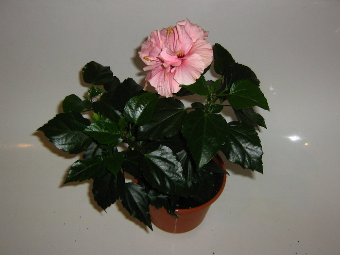 2838857290075666569lmRotw_fs - Hibiscusi