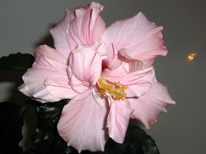 2839875630075666569ysKwiA_fs - Hibiscusi