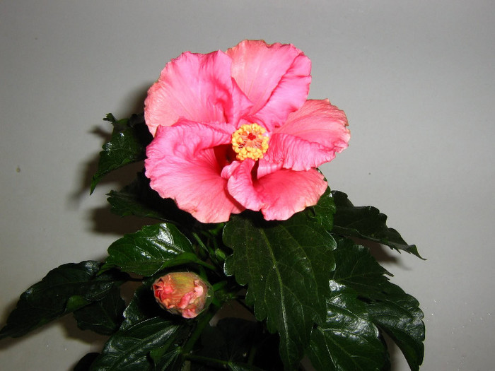 2840771930075666569VRPoAc_fs - Hibiscusi