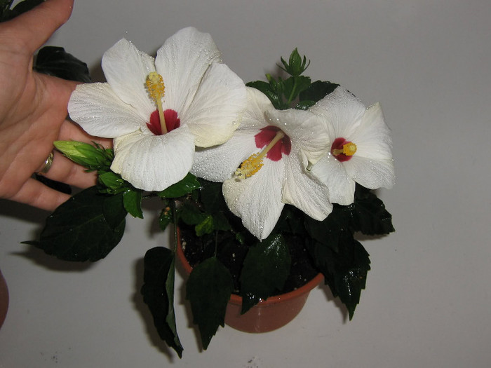 2846468230075666569RNsrWW_fs - Hibiscusi