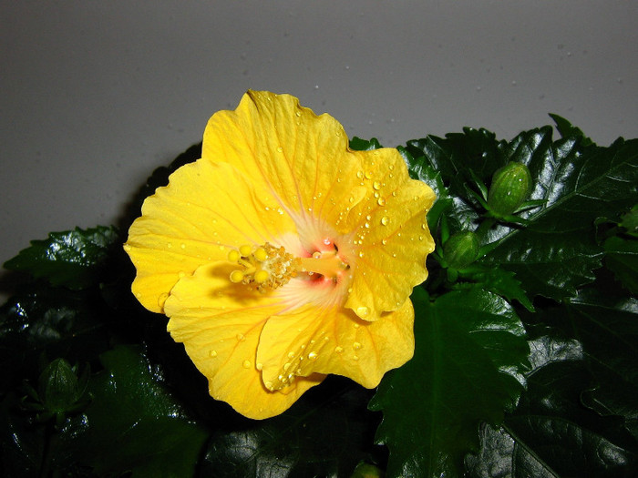 2870578690075666569HACaRa_fs - Hibiscusi