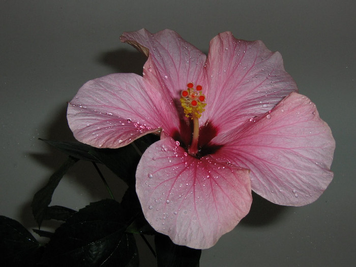 2875687080075666569ShWmet_fs - Hibiscusi