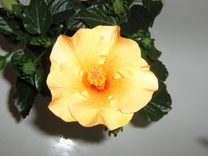 2881359160075666569IfJxUU_fs - Hibiscusi