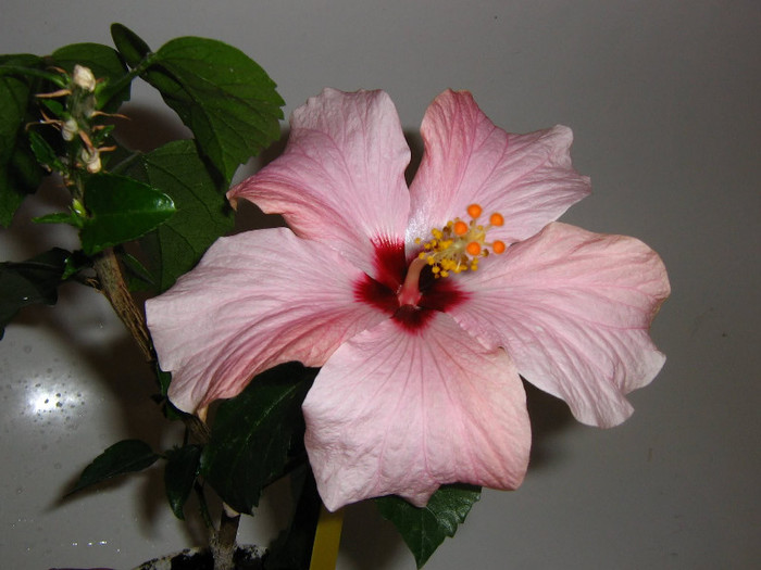 2883422020075666569lnCTPb_fs - Hibiscusi