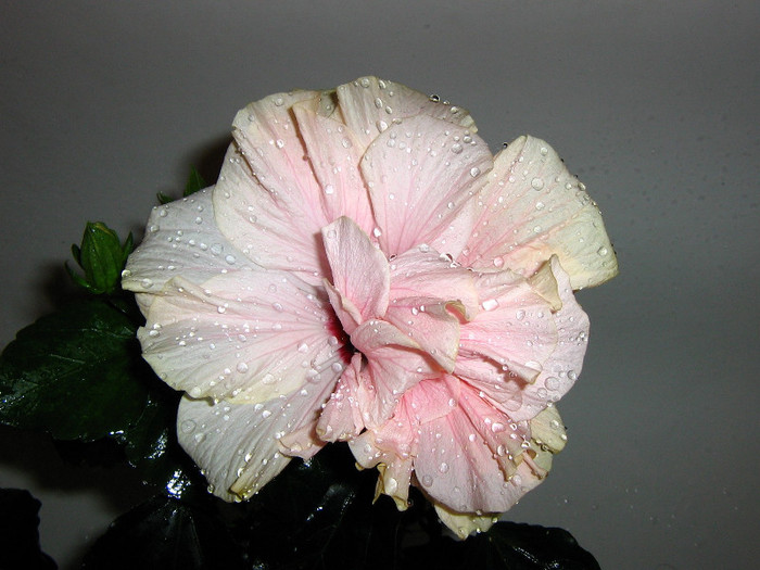 2884181020075666569yrItXM_fs - Hibiscusi