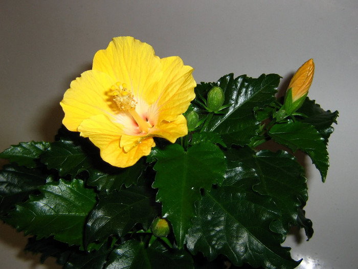 2890600210075666569LSoJuz_fs - Hibiscusi