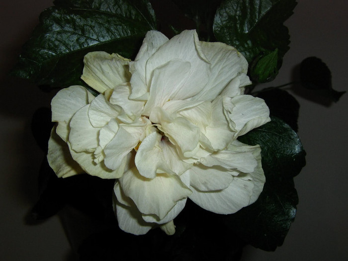 2897335120075666569uwWbmY_fs - Hibiscusi