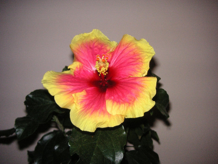 2908745240075666569wDSUOw_fs - Hibiscusi