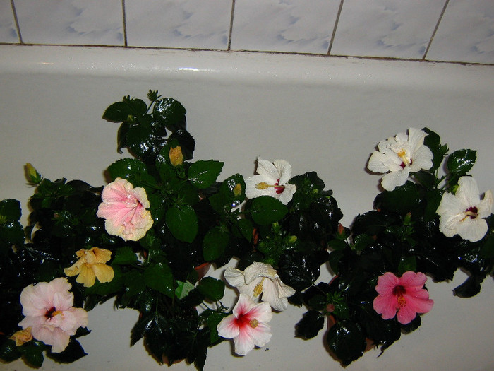 2910064550075666569qdyZUJ_fs - Hibiscusi