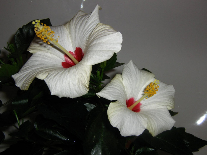 2917151930075666569pFrumL_fs