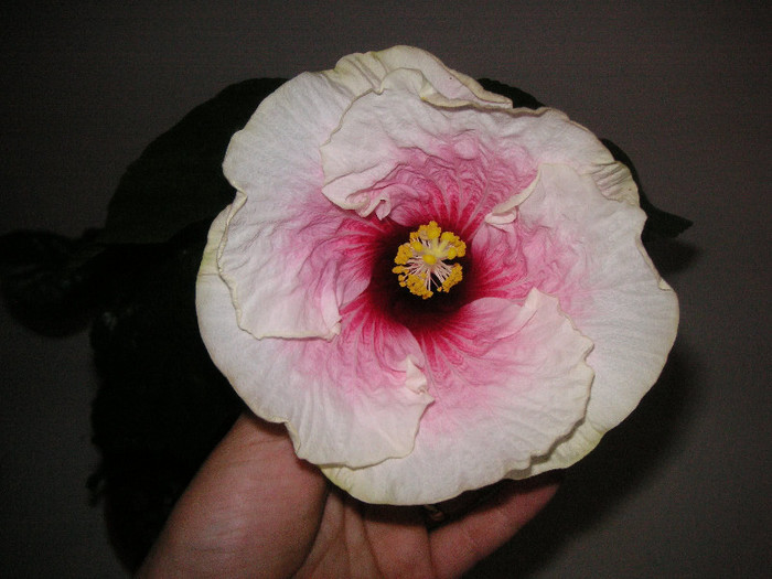 2918271640075666569rjGhgd_fs