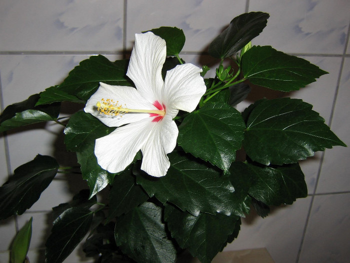 2932974970075666569fEPzkA_fs