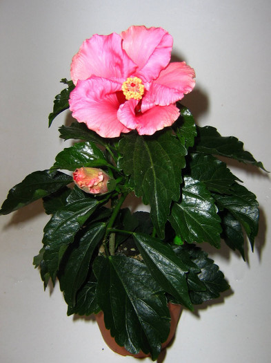 2968797380075666569wrpvCq_fs