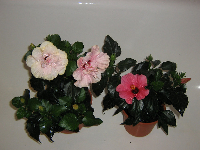 2971493740075666569trhHYr_fs