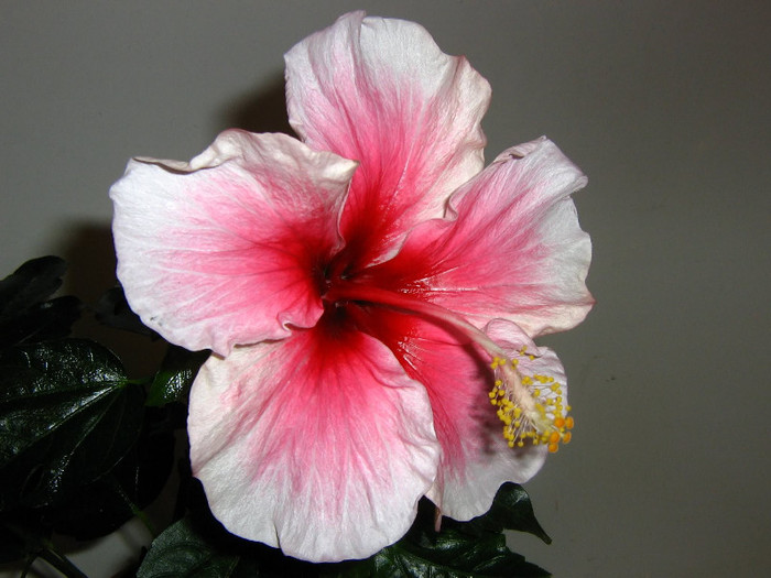 2986620400075666569yKuZZF_fs