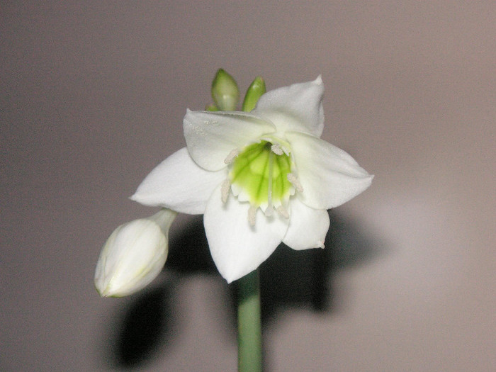 2527812480075666569NyYNTw_fs - Eucharis