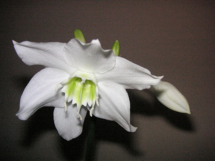 2584494170075666569knyFIM_fs - Eucharis