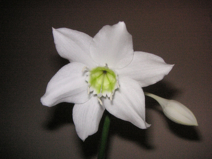 2728187920075666569EAjFrq_fs - Eucharis