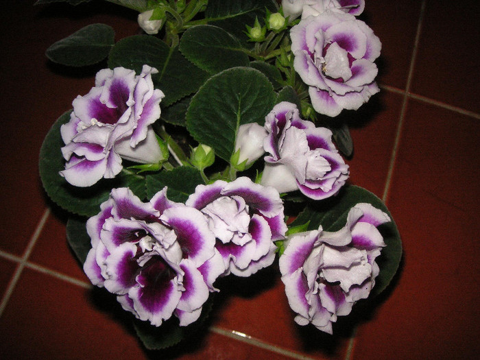 2115288320075666569xpmdFh_fs