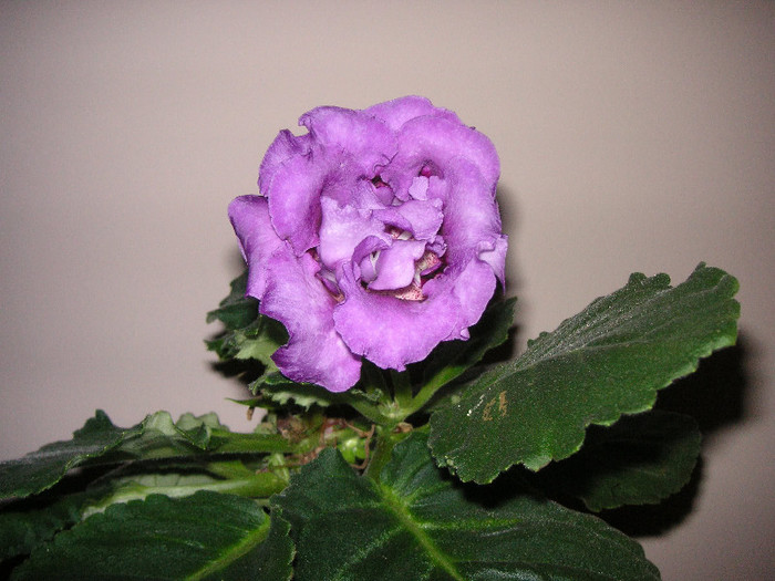 2210157520075666569WCNiwe_fs