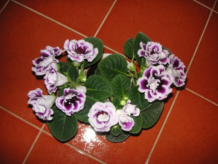 2316208480075666569MSYvQZ_fs