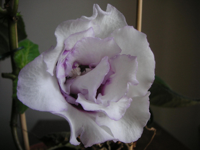 2431321170075666569PipFjF_fs