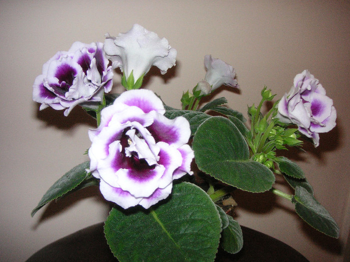 2505644930075666569JqFsjN_fs