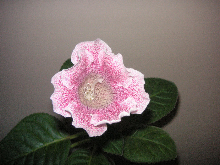 2646038790075666569gjOpQx_fs