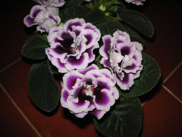 2664027520075666569SZmzCN_fs