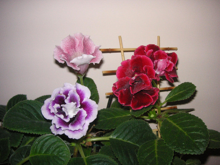 2704175630075666569pCZpAW_fs